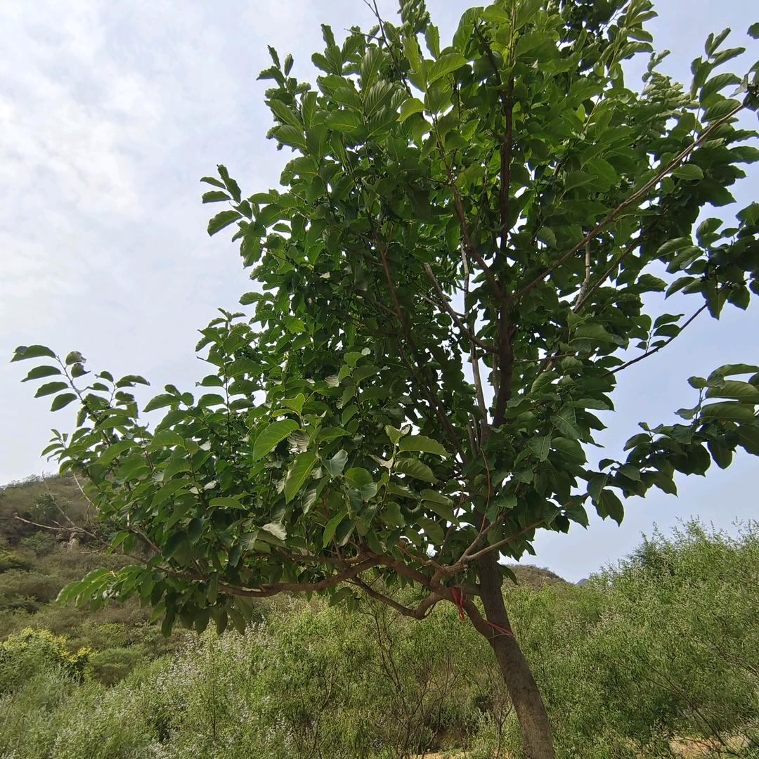 小辣椒