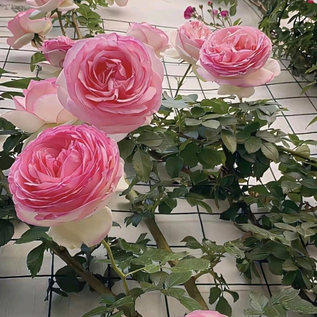 凤鸣天下🌹🌹🌹