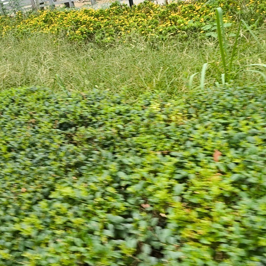 胡❤️❤️❤️