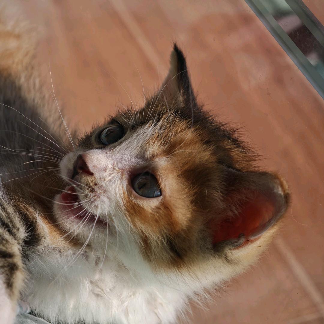 三花（求互关）❤️