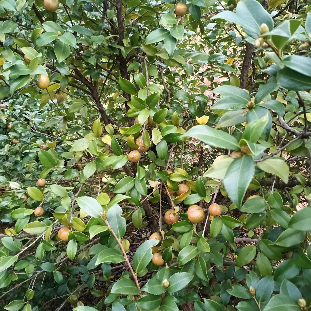余伏英〈农家茶油）