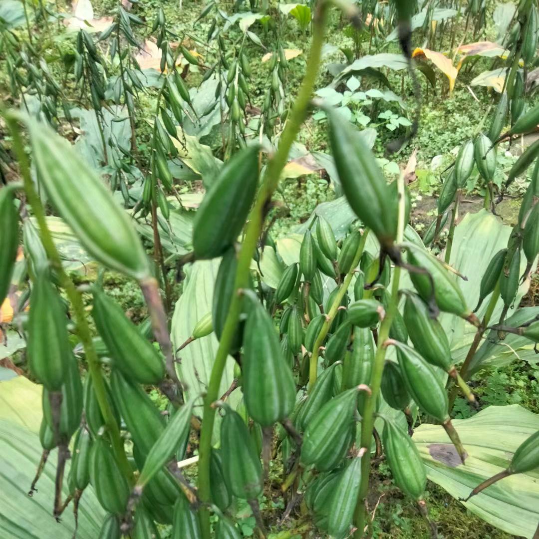 小楊哥，冰球籽，毛慈菇，重楼，中药材种植