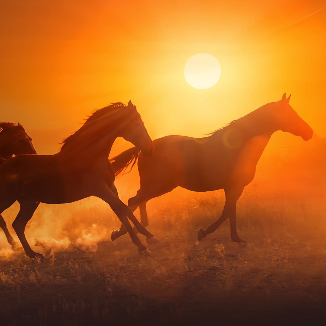 麻辣耳朵的书库