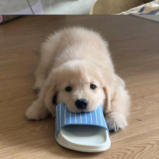 阿狸123