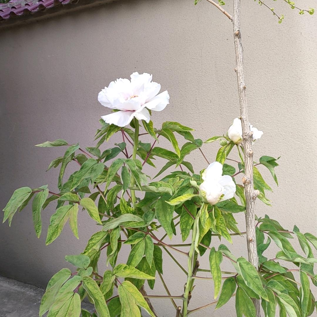 金元宝