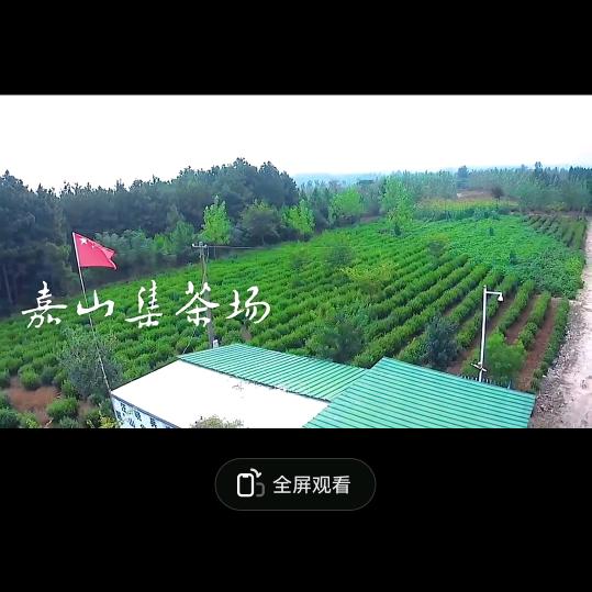 明光茶叶
