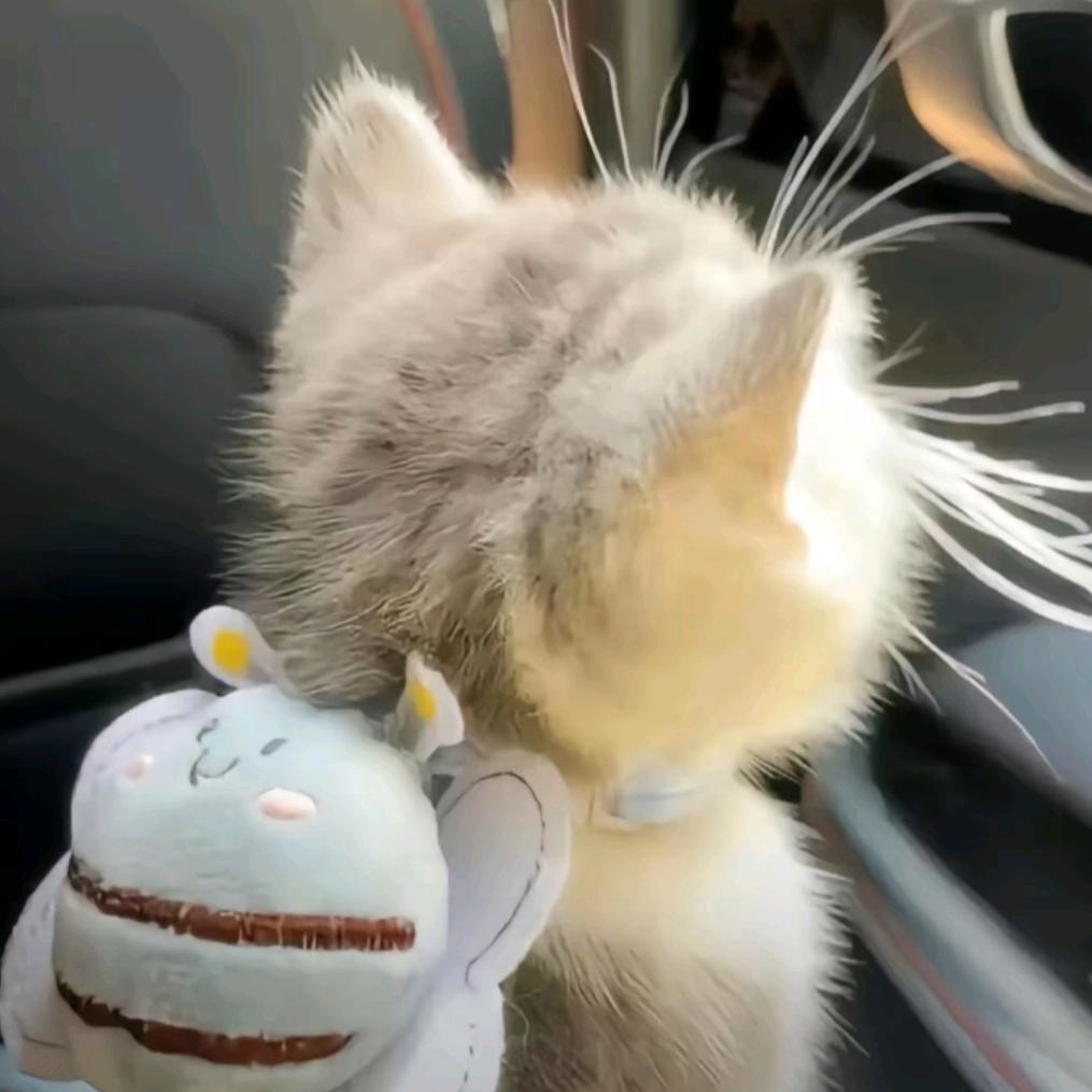 懒猫ovo^