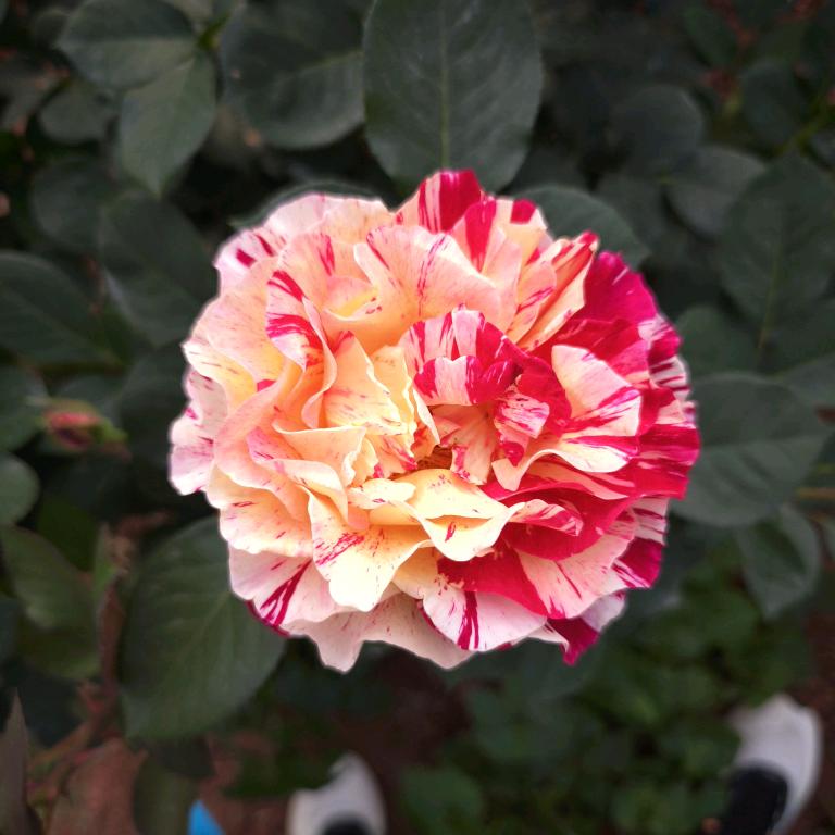 ♥(｡￫V￩｡)♥