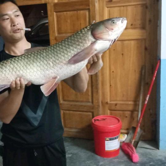 闲来垂钓，碧溪上。梅江明全