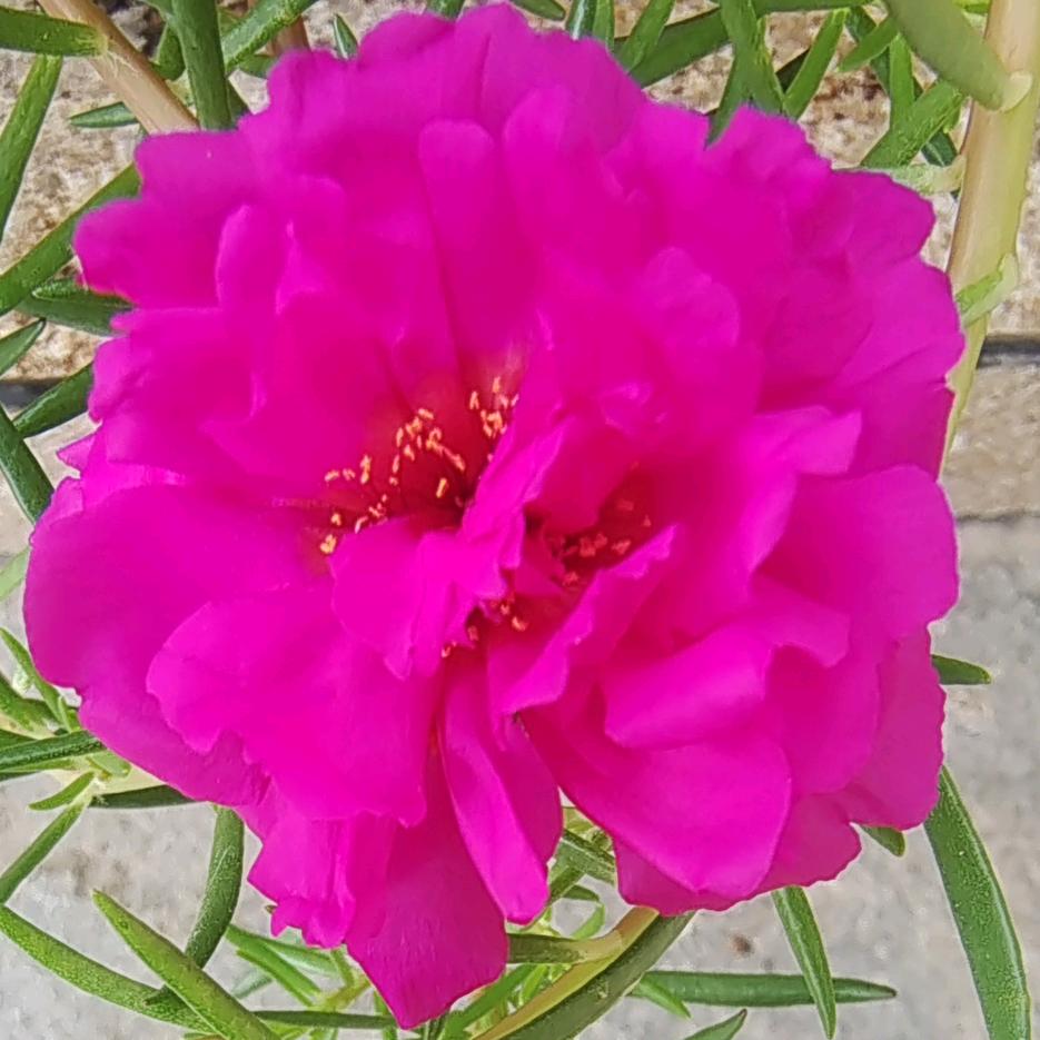 康美汇美容红红