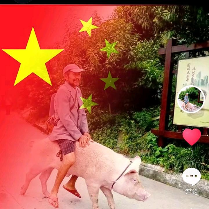 骑猪观世界