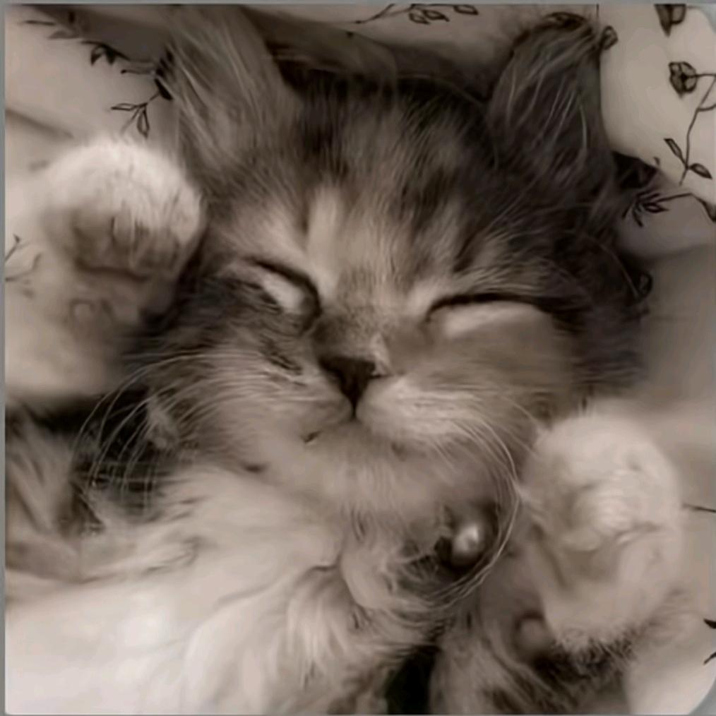 昭昭一天饿三顿