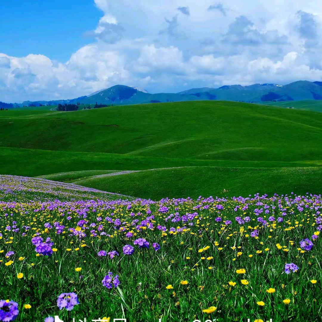 栀子花