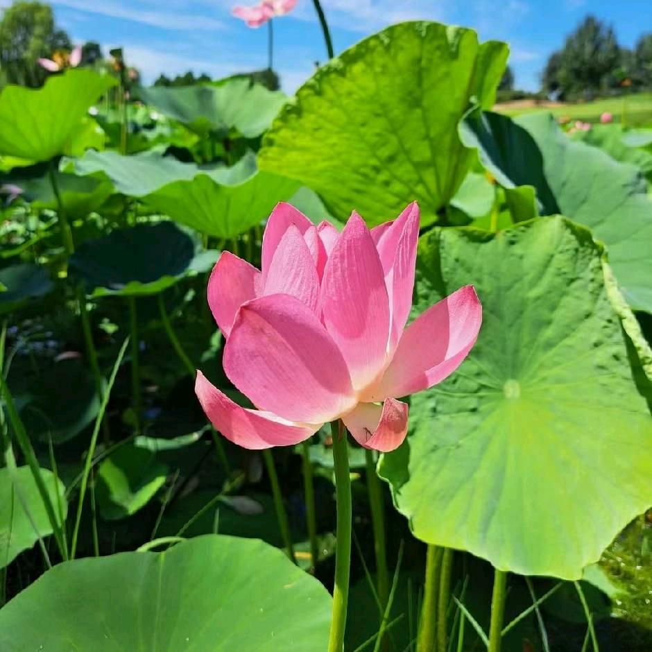 天使的翅膀🌹