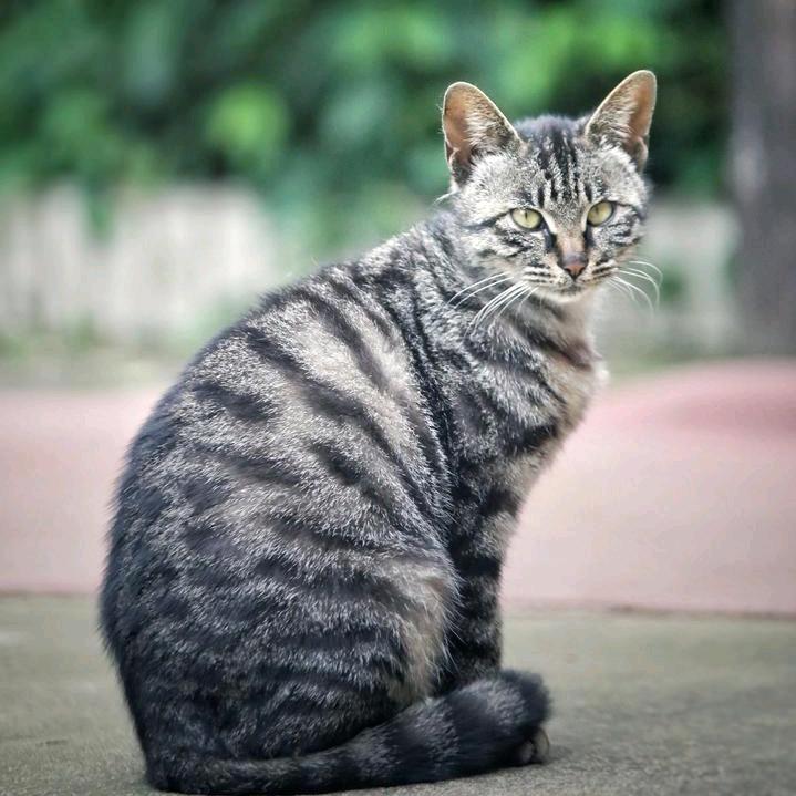 🌹潮剧爱好者•信林🌲😀