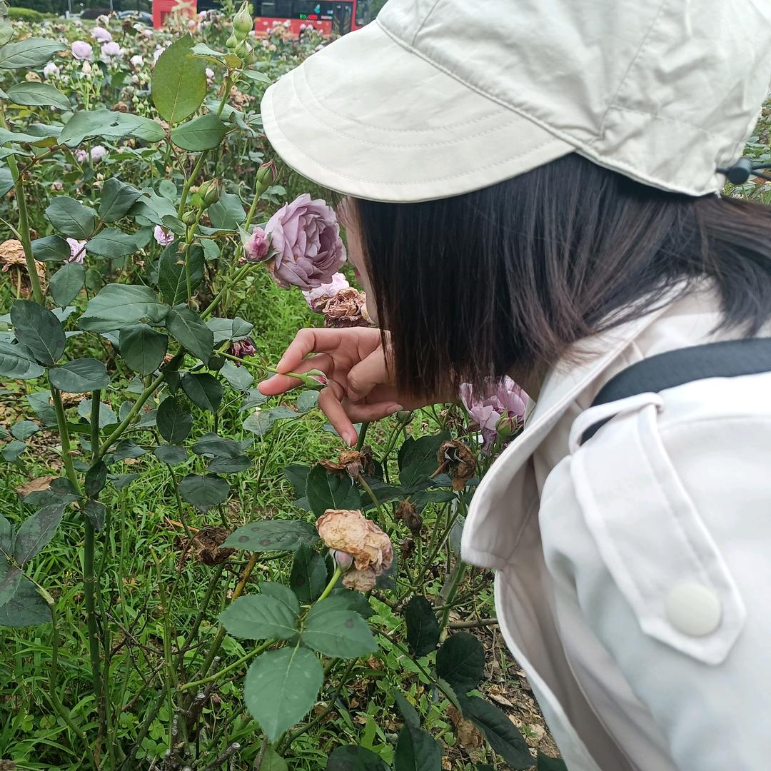 移动美荣叶子