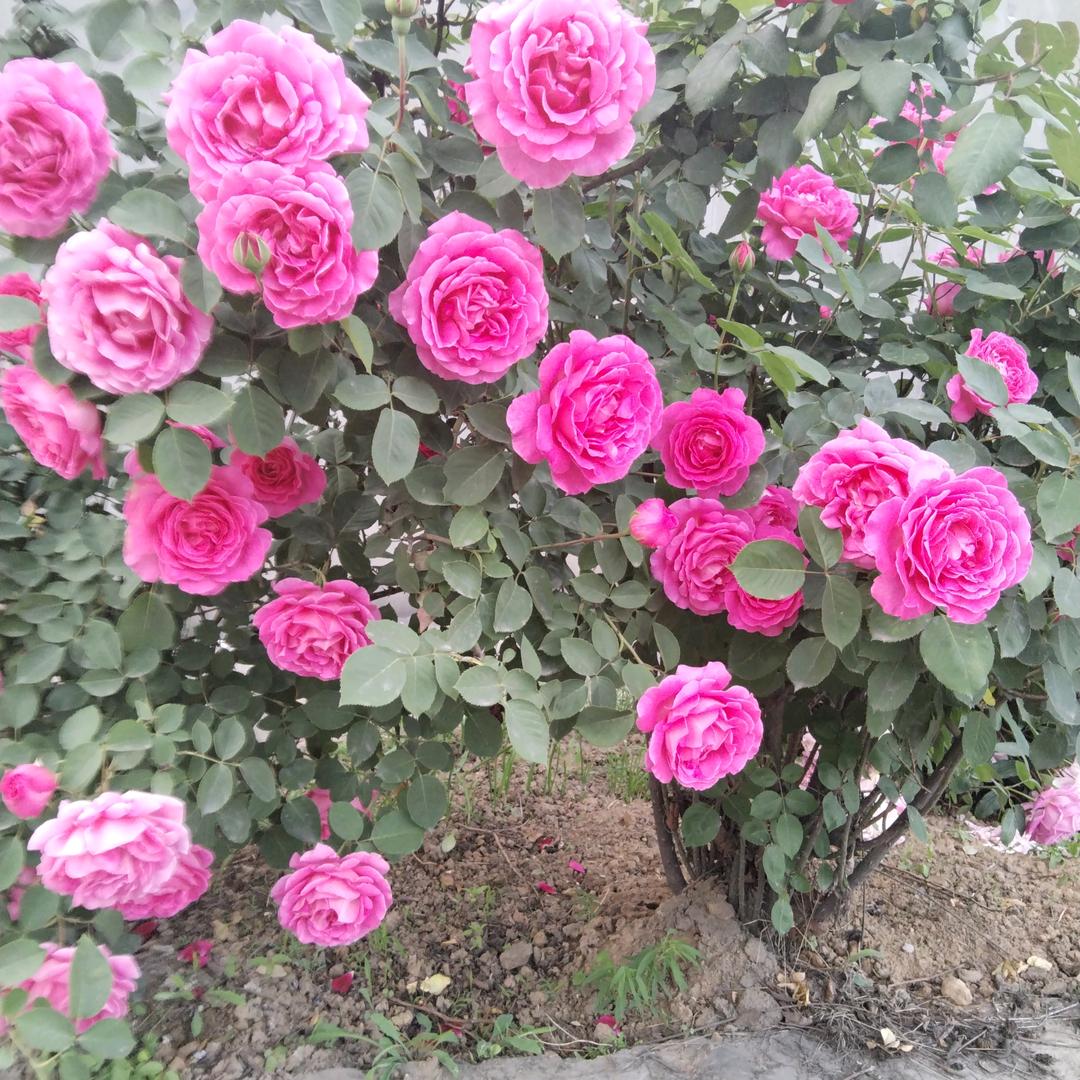 🌹喜💫事✨东🌹✨山🌹再起