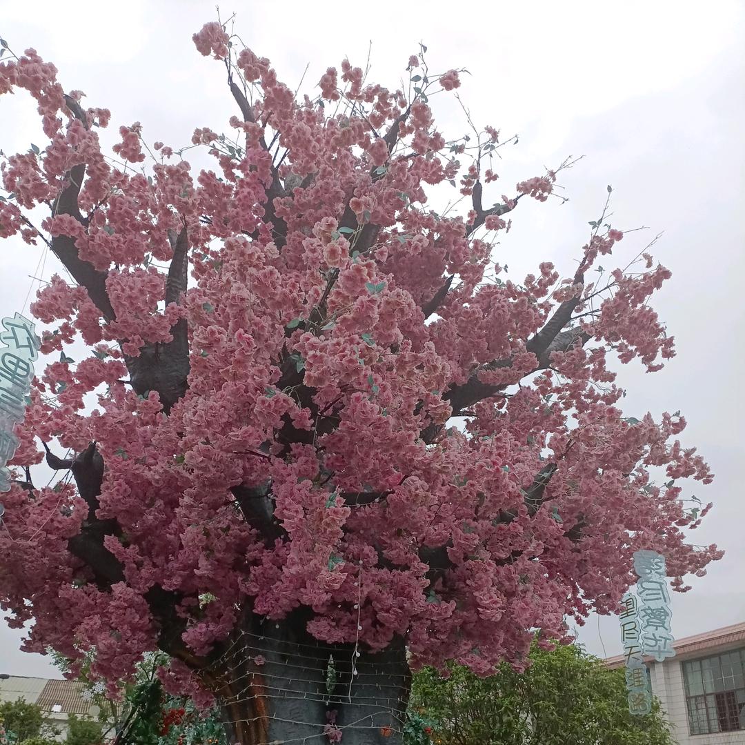 柠👑💐🌺🌷檬