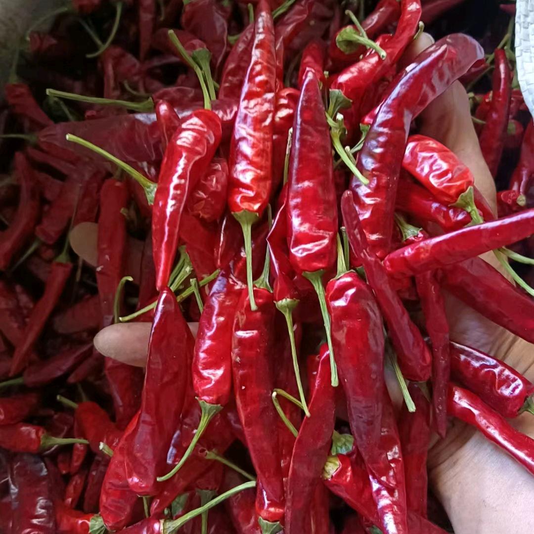严四妹收粮食收海椒这一类型的.