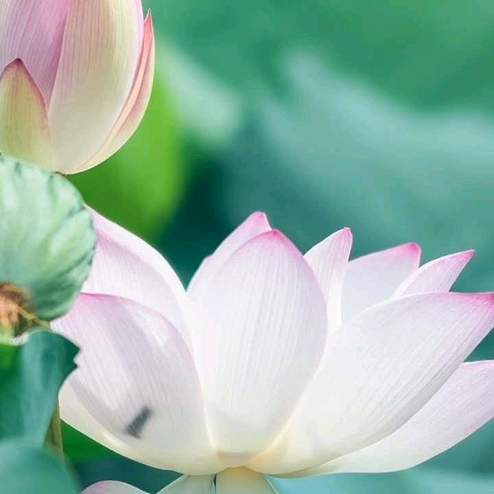 好运莲莲