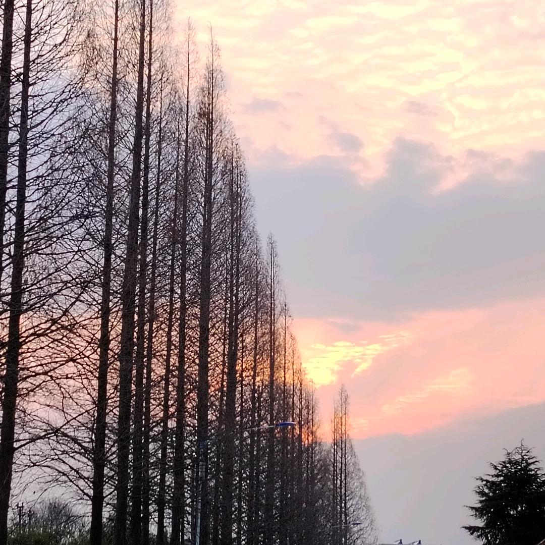 会飞的鱼asmr