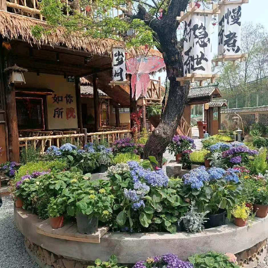 樱花洛海洋