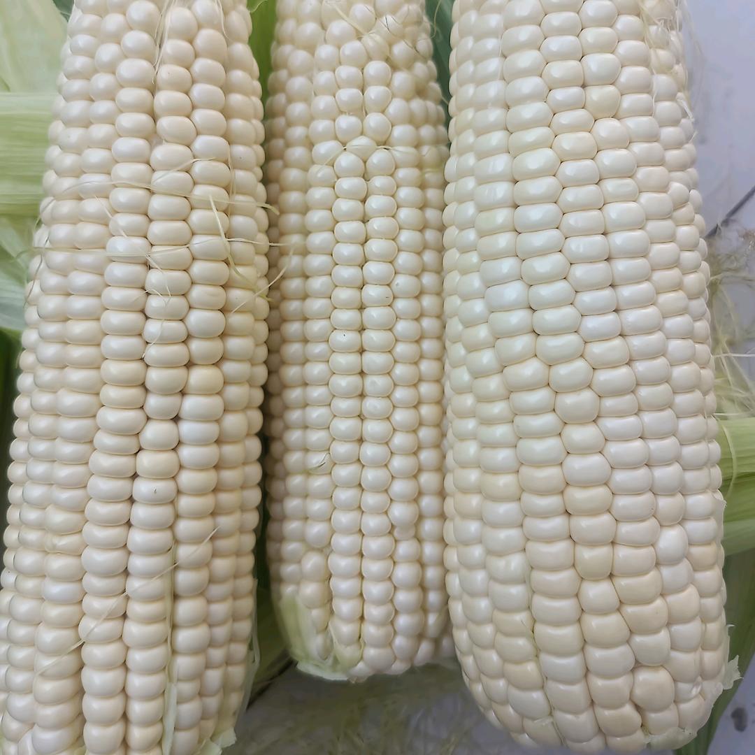 鲜食玉米