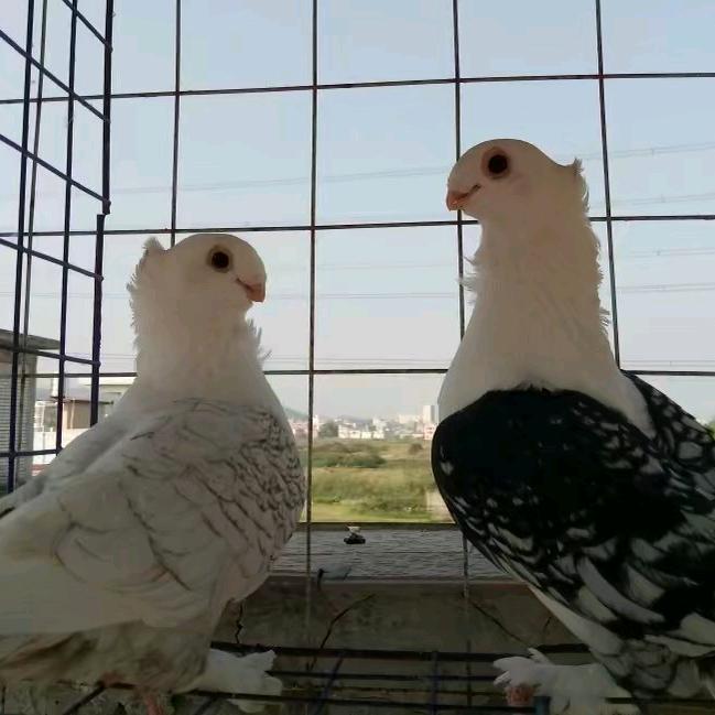 普宁市梅塘镇妮佳鸽业