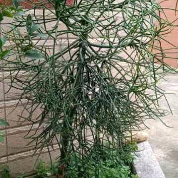 ☘️幸运草☘️