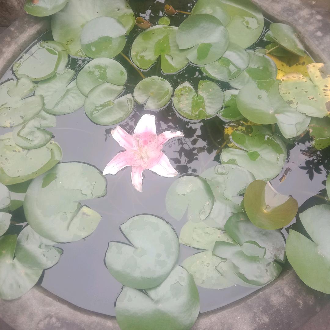 真诚。