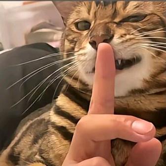 AAA香菜批发曹黛劲