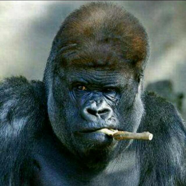 河南人在西藏林芝做餐饮😃😃😃