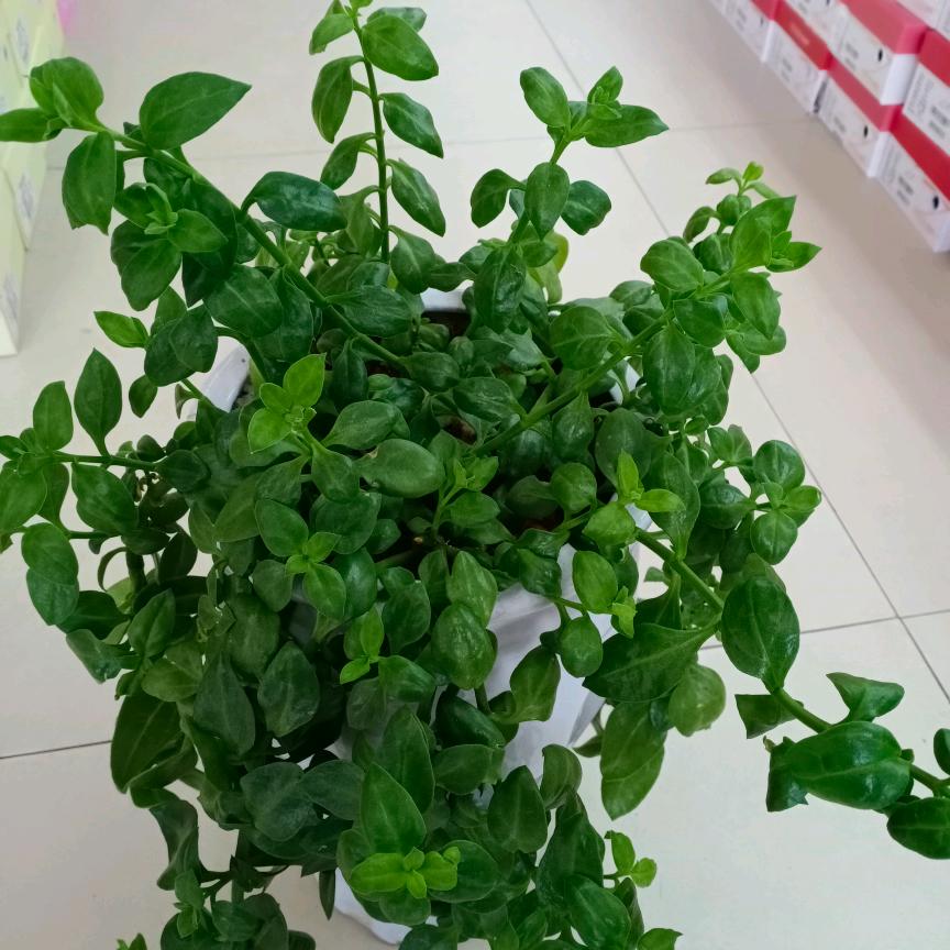百姓鞋城(花明楼)