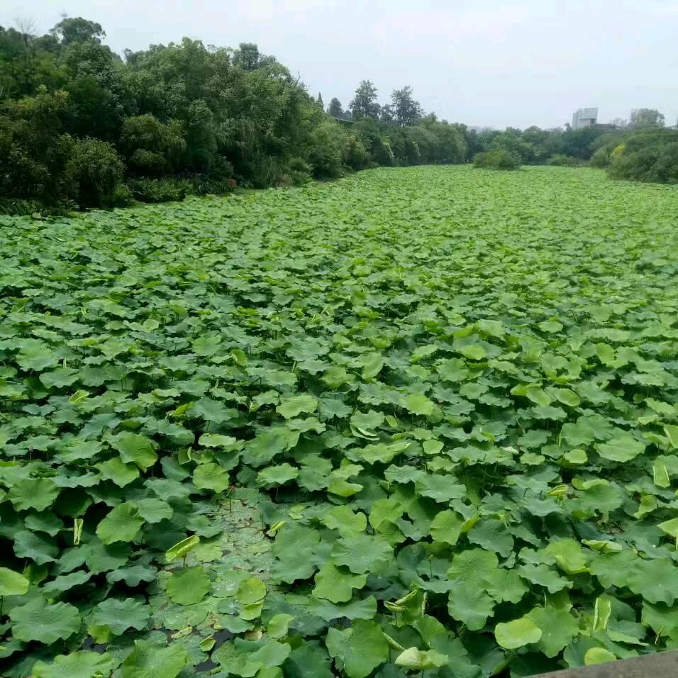 yangyi