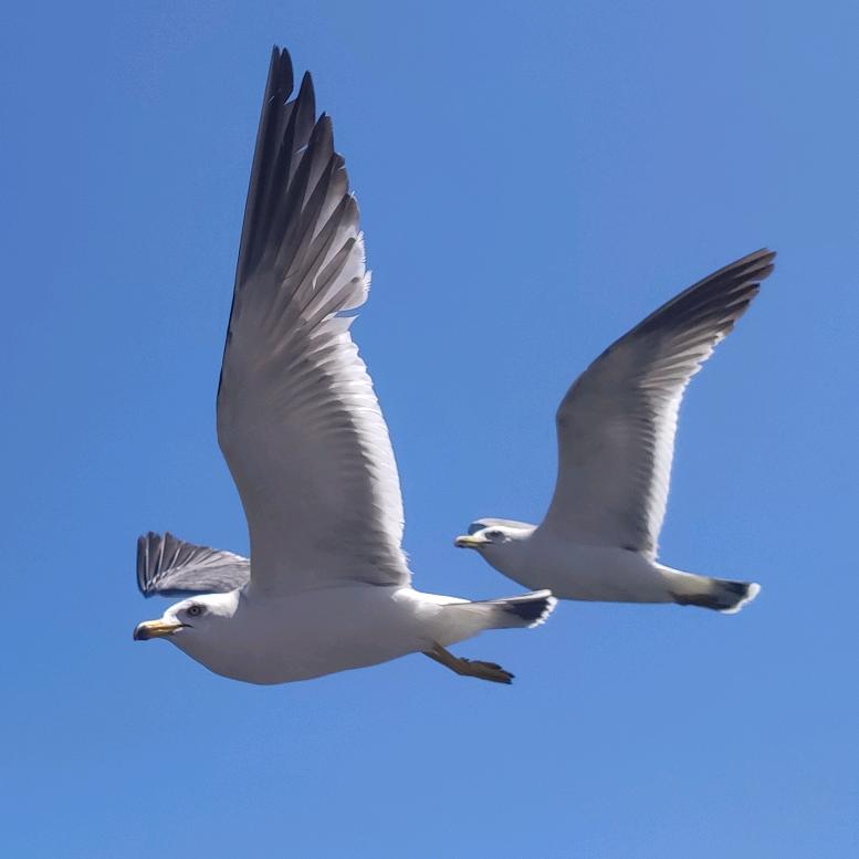 飞翔的海鸥