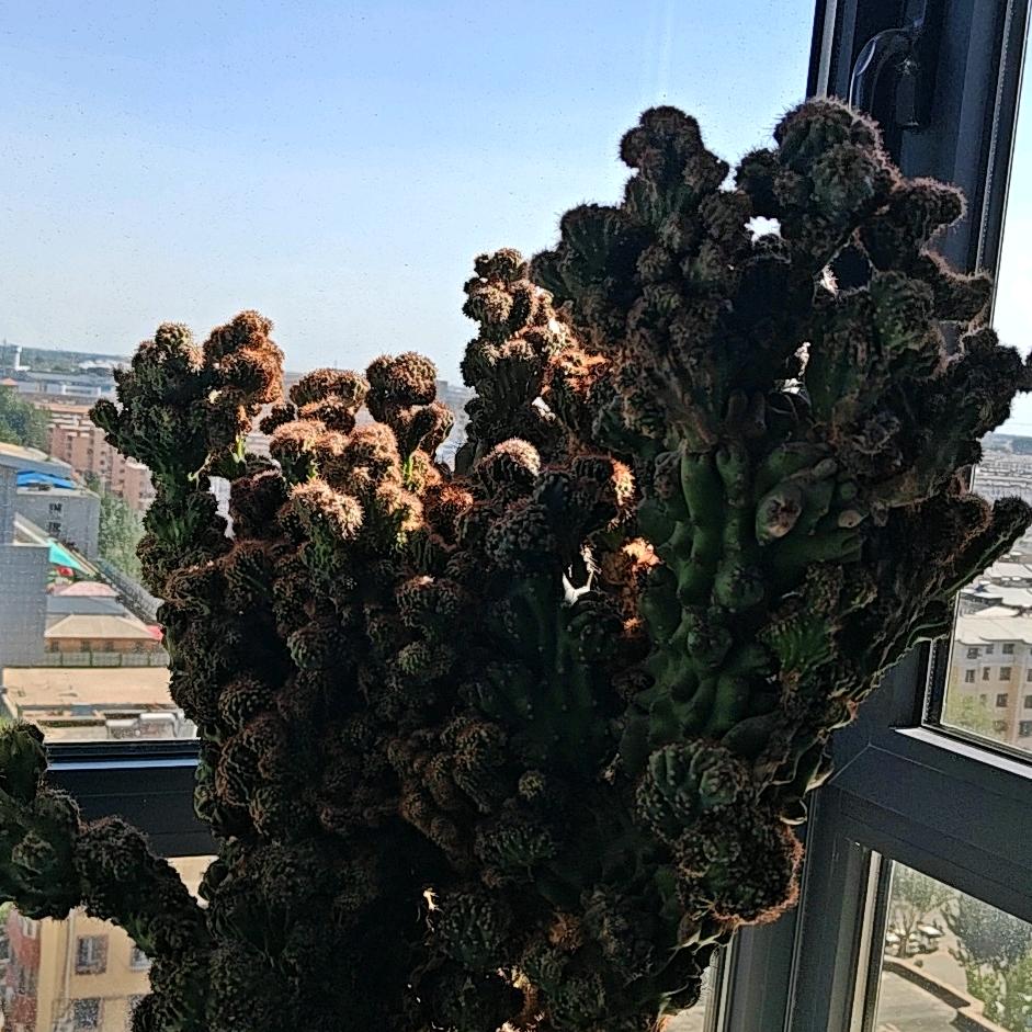桃李芬芳