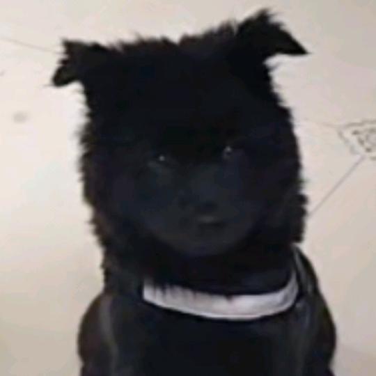 小黑豆