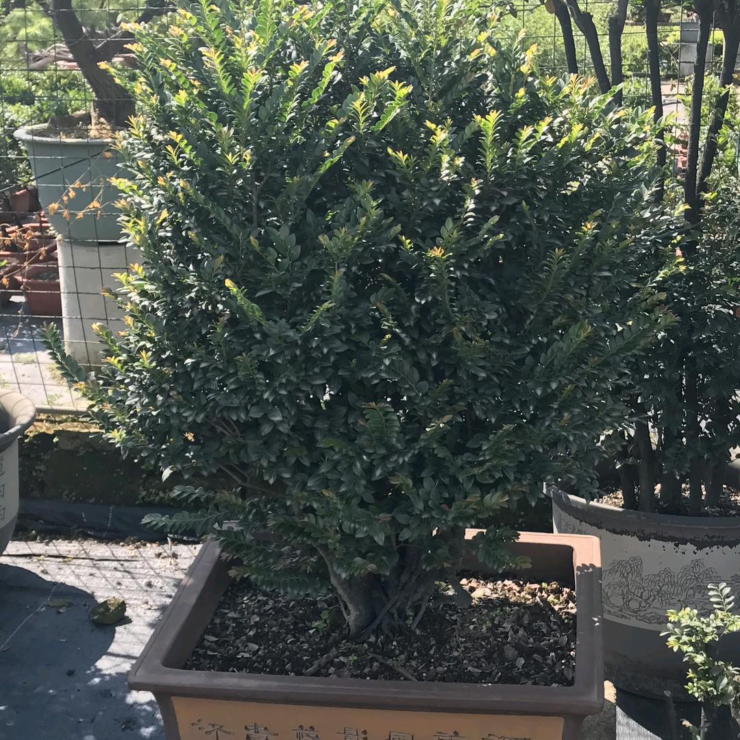 好盆友精品盆景