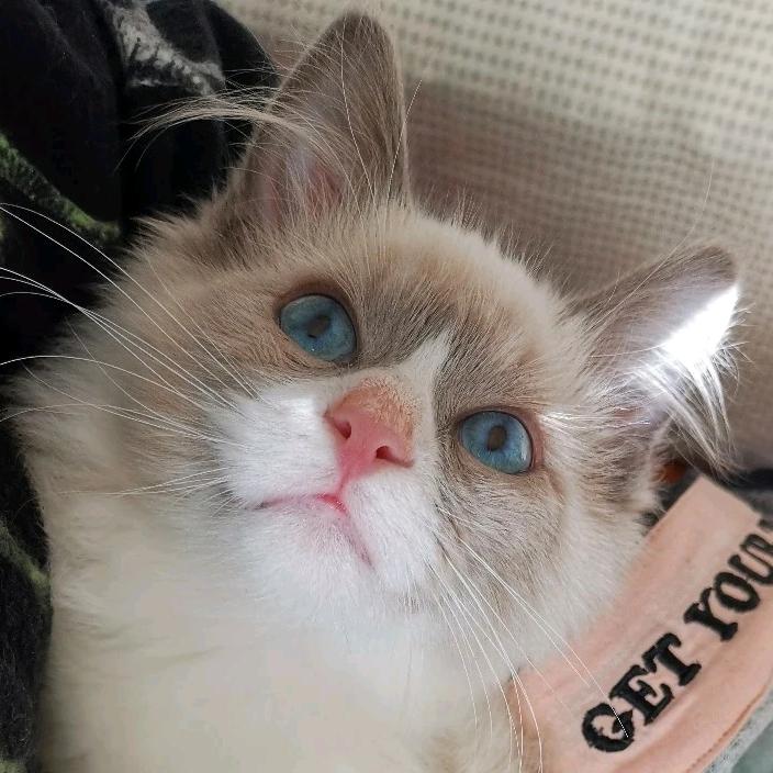 🍓草莓棉花糖🍬