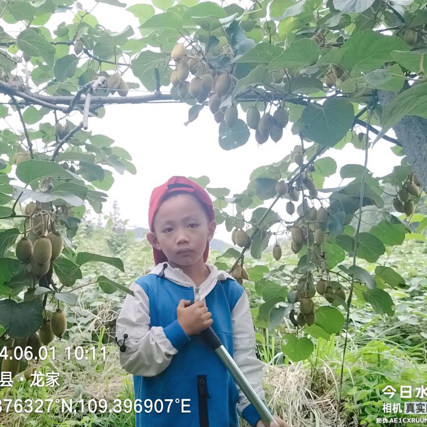 老杨学规则（阿里刺狼）