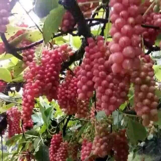一杯红尘