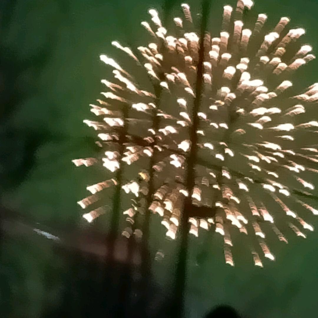 朱兰玲