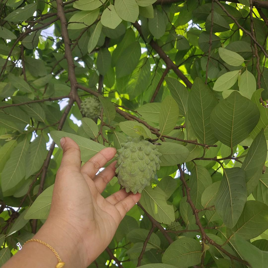 玲珑