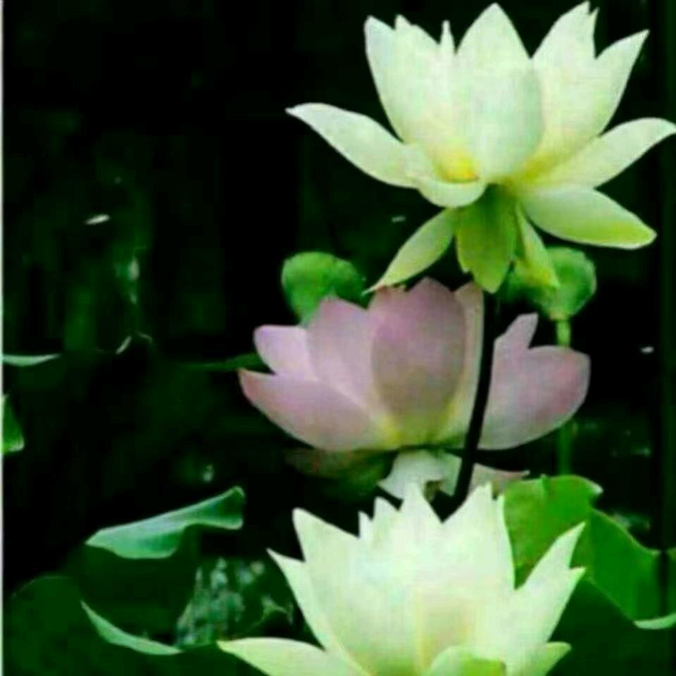 一帘幽梦（70后李哥）