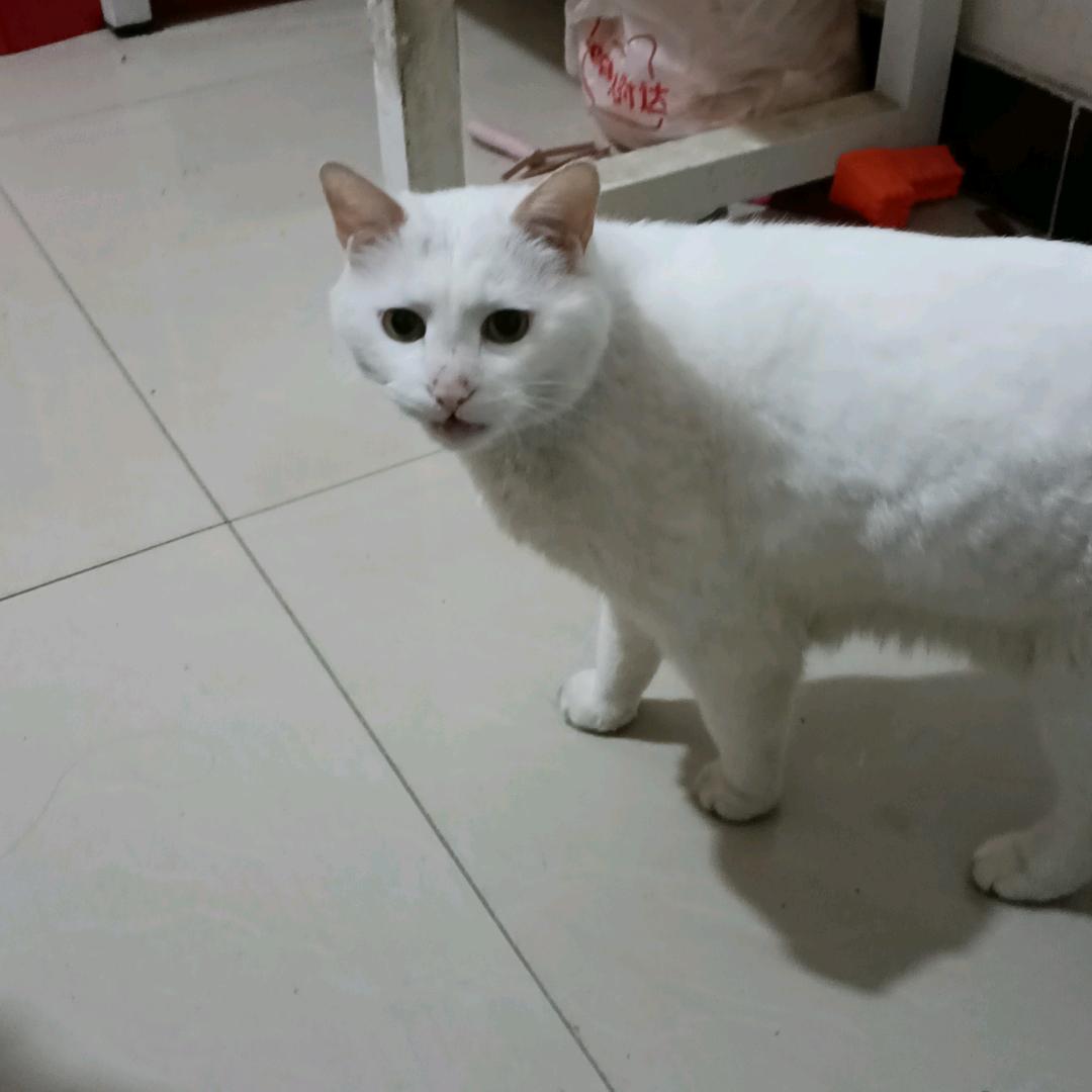 （庄马窦戴）六姐