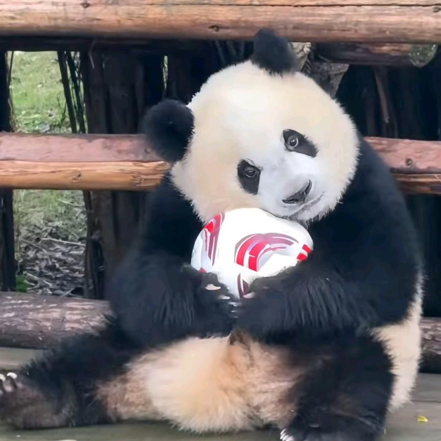 ～飞鸽传书～