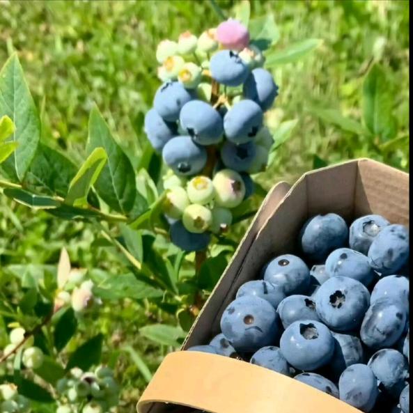 来点香菜