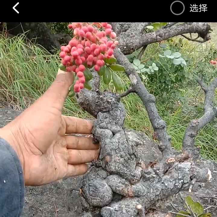 皇姑区花为媒新花盆景