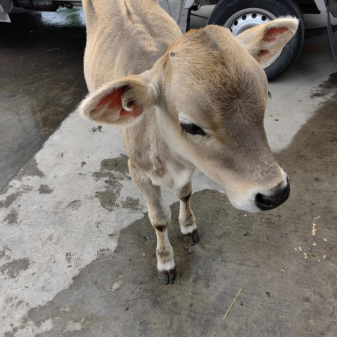 笨笨牛🐮