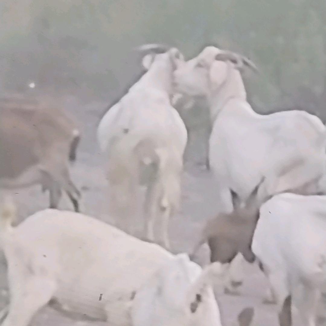 羊爷爷